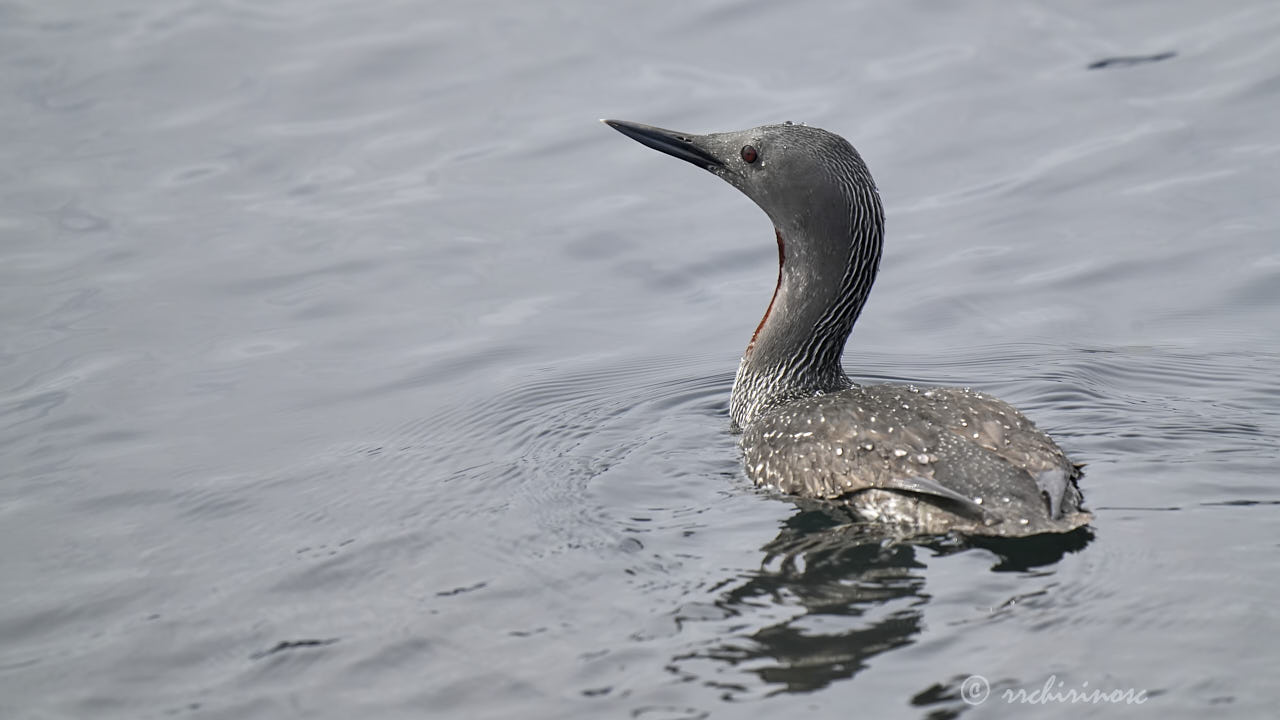 Red-throated loon