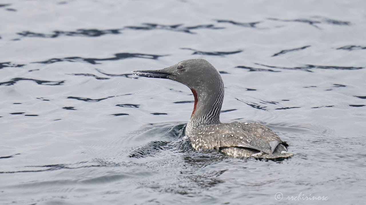 Red-throated loon