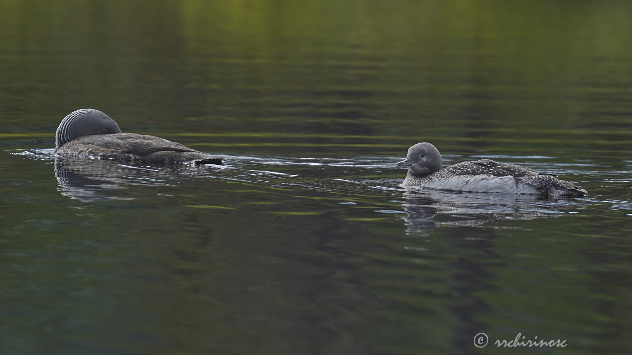 Red-throated loon