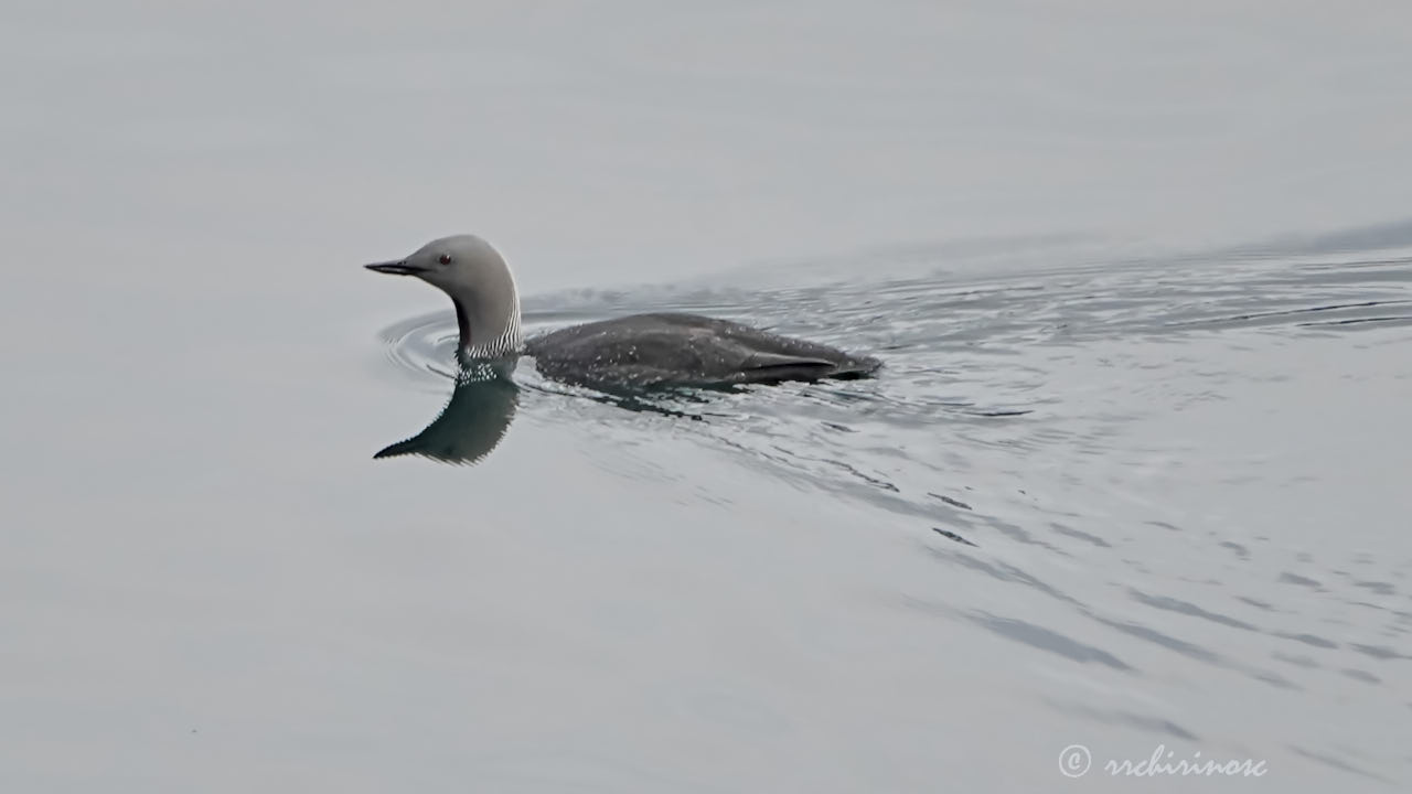 Red-throated loon