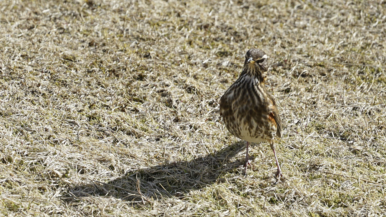 Redwing