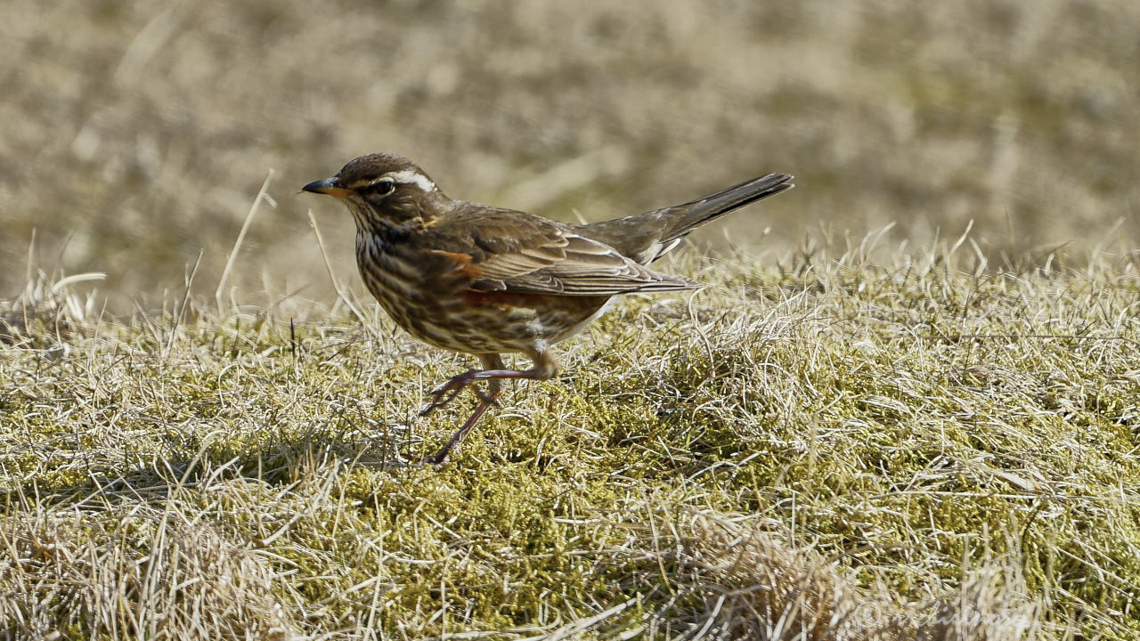 Redwing