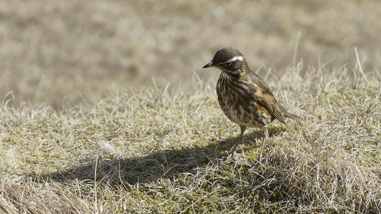 Redwing