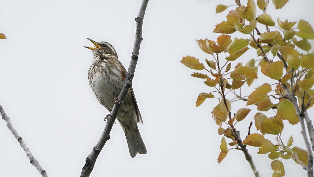 Redwing