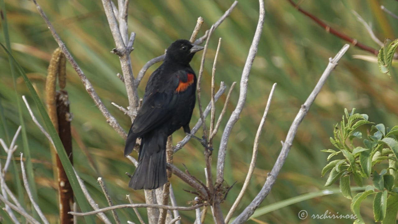 Red-winged blackbird