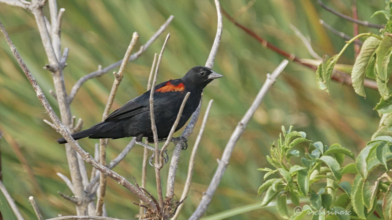 Red-winged blackbird