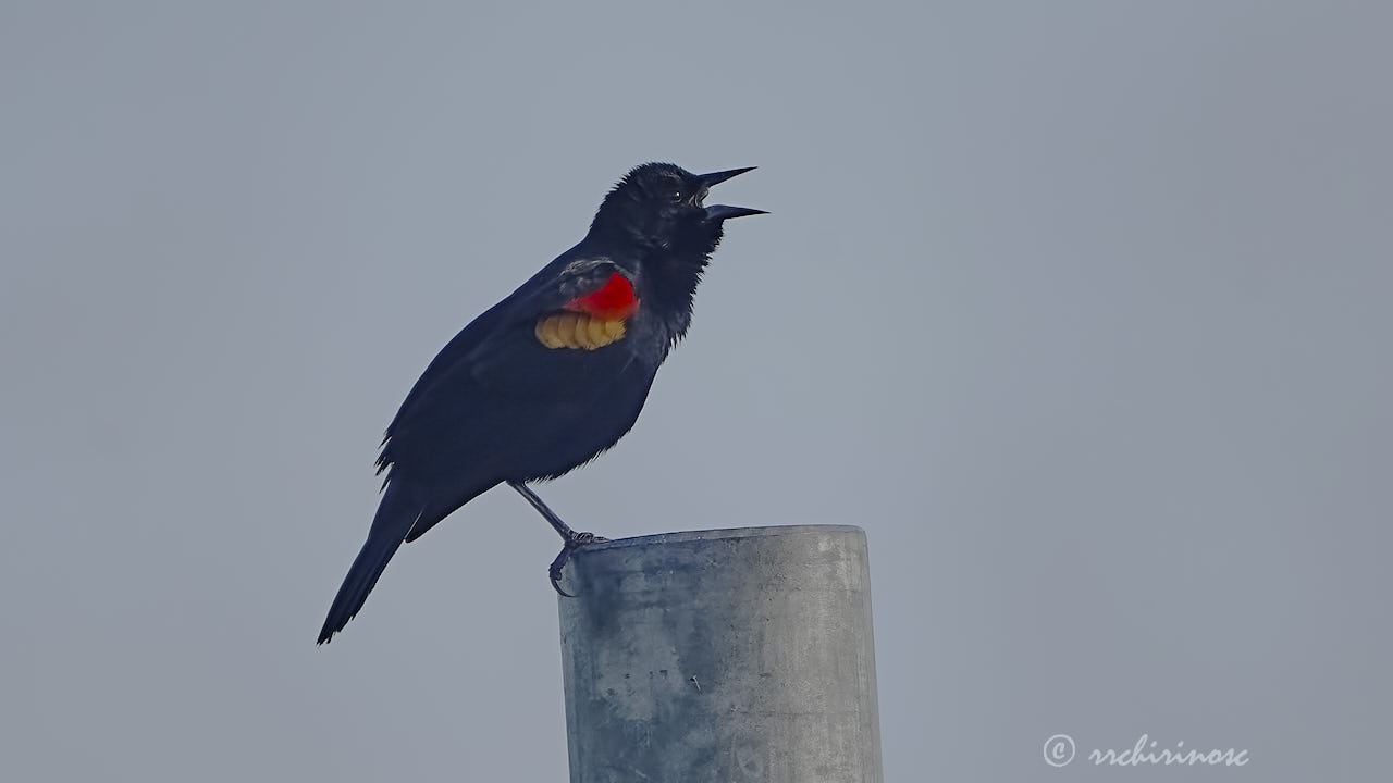 Red-winged blackbird