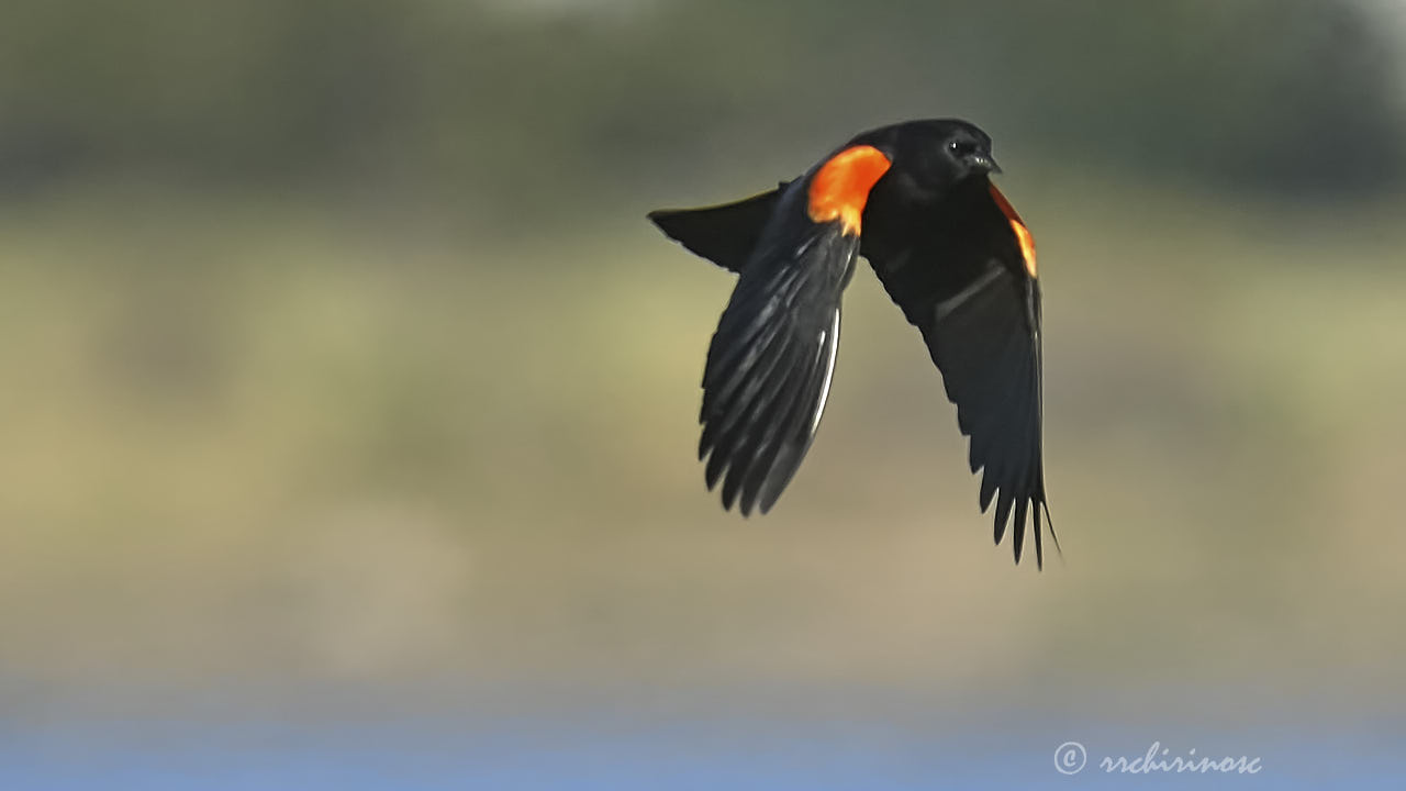 Red-winged blackbird