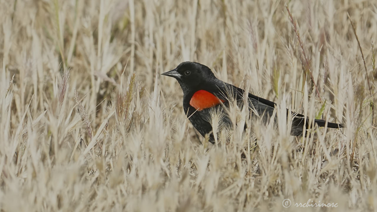 Red-winged blackbird