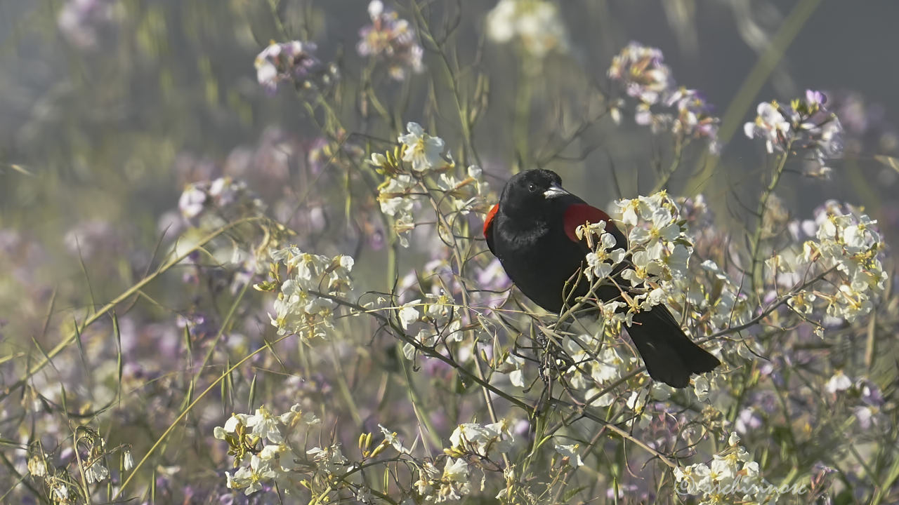 Red-winged blackbird