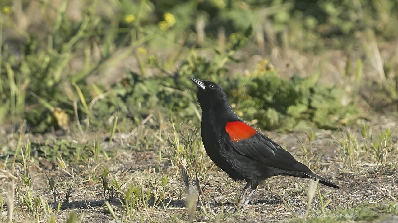 Red-winged blackbird