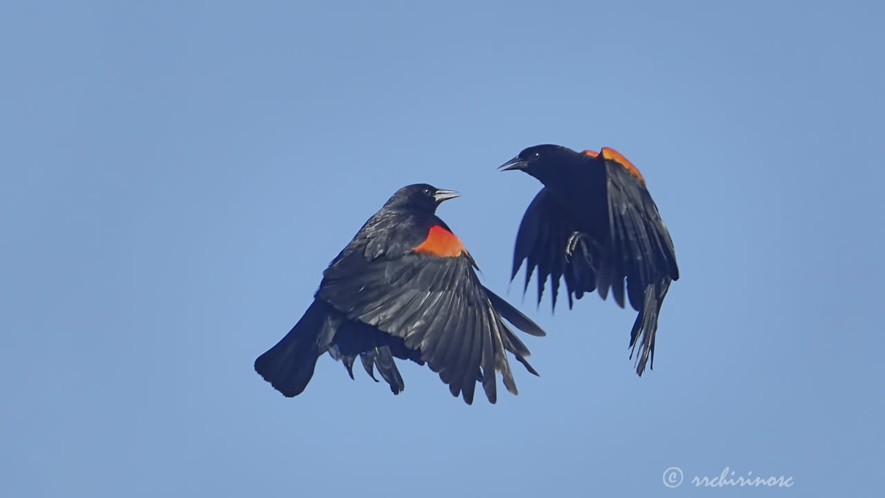 Red-winged blackbird