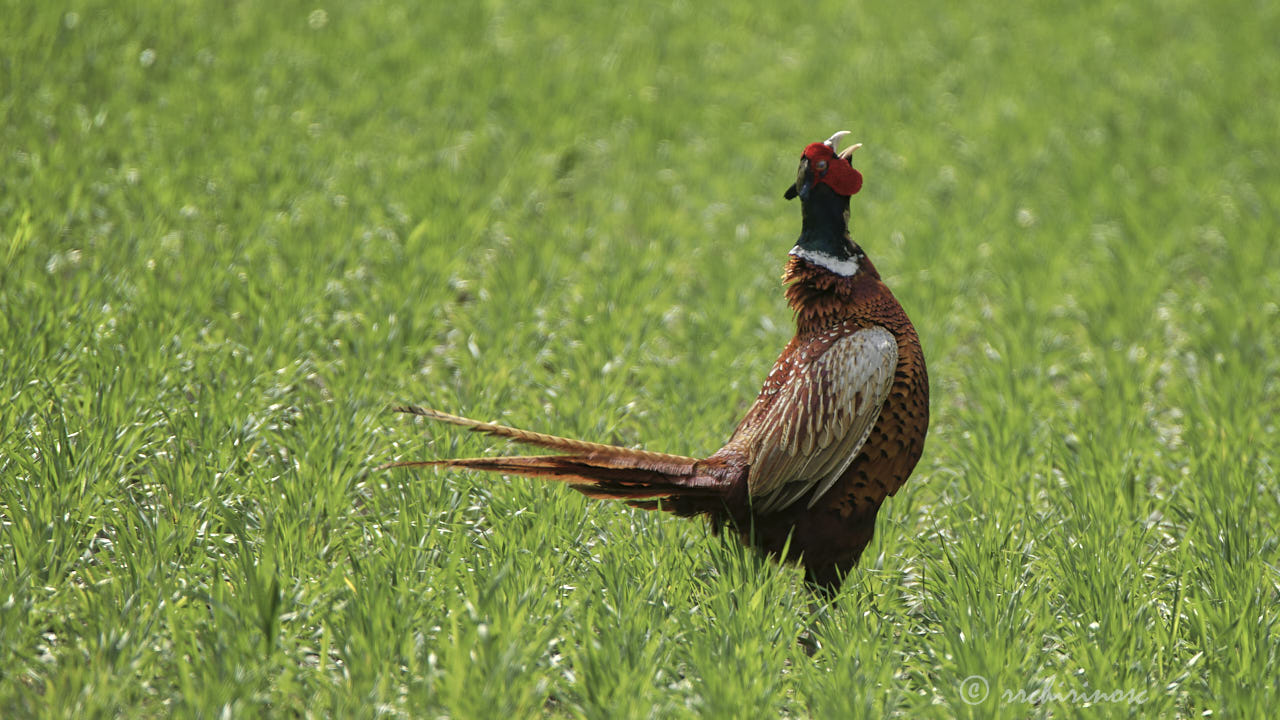 Ring-necked pheasant