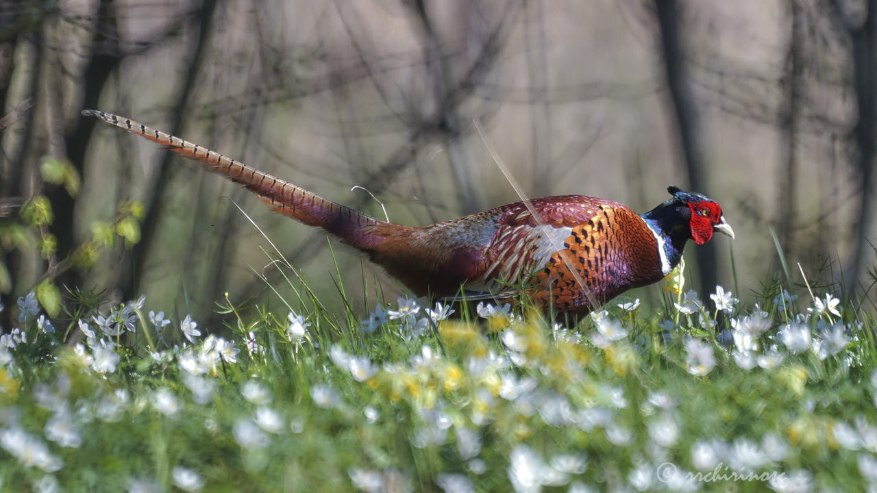 Ring-necked pheasant