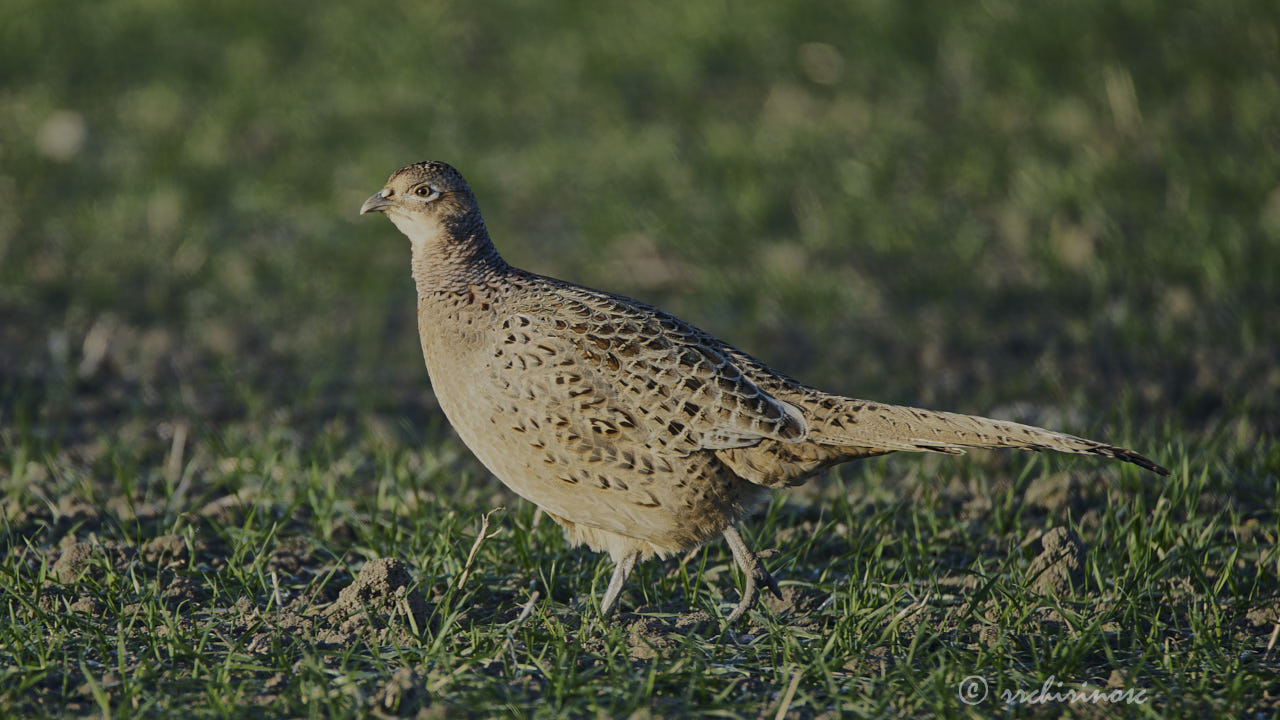 Ring-necked pheasant