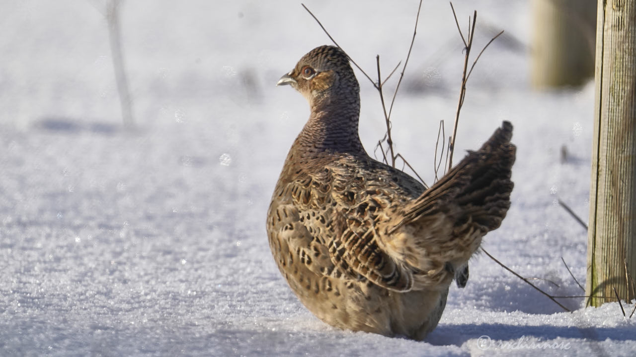 Ring-necked pheasant