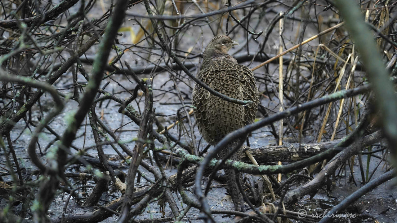 Ring-necked pheasant