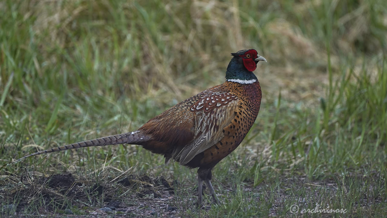 Ring-necked pheasant