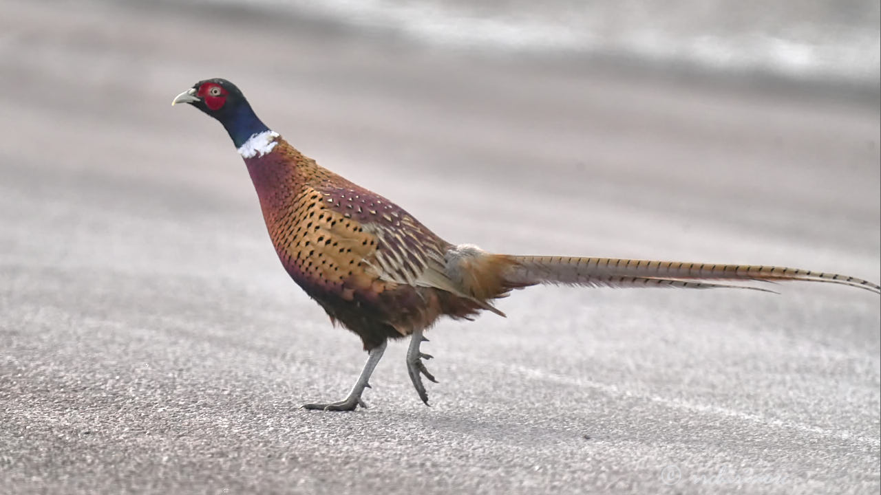 Ring-necked pheasant