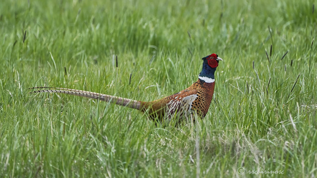 Ring-necked pheasant