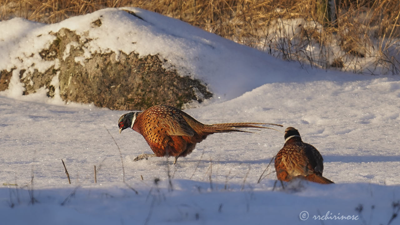 Ring-necked pheasant