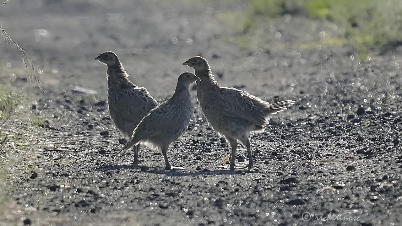 Ring-necked pheasant