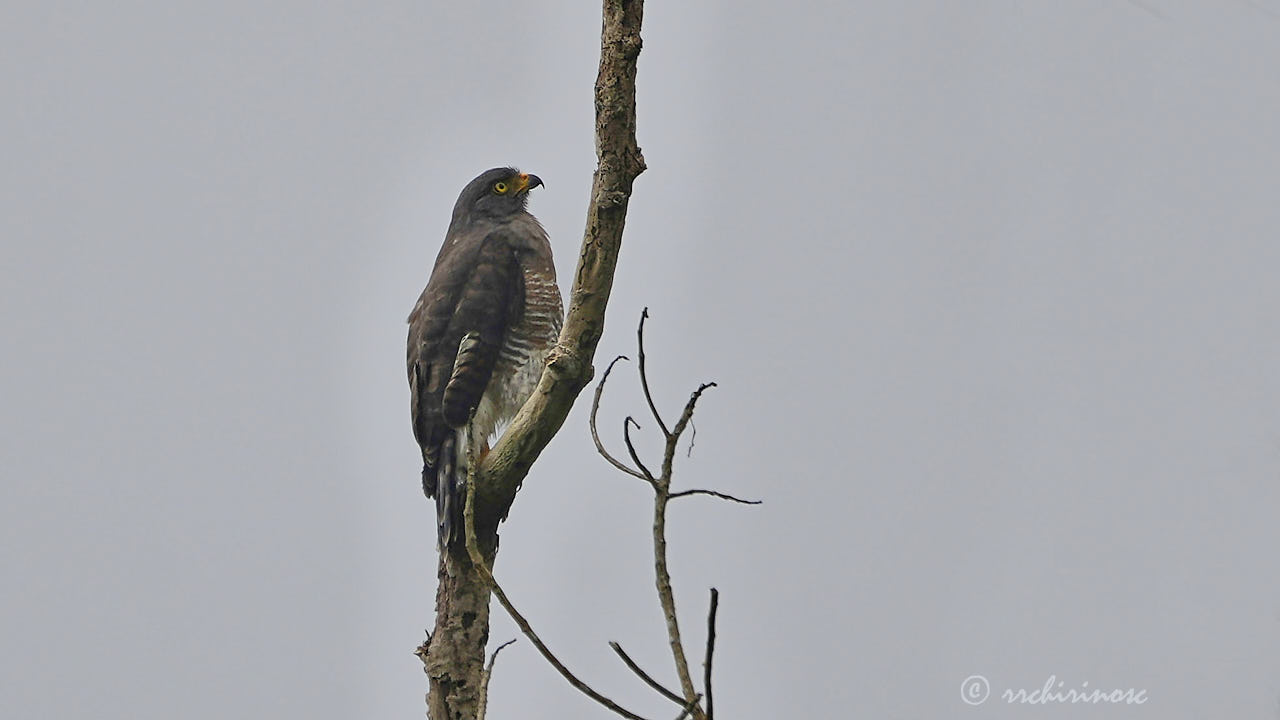 Roadside hawk