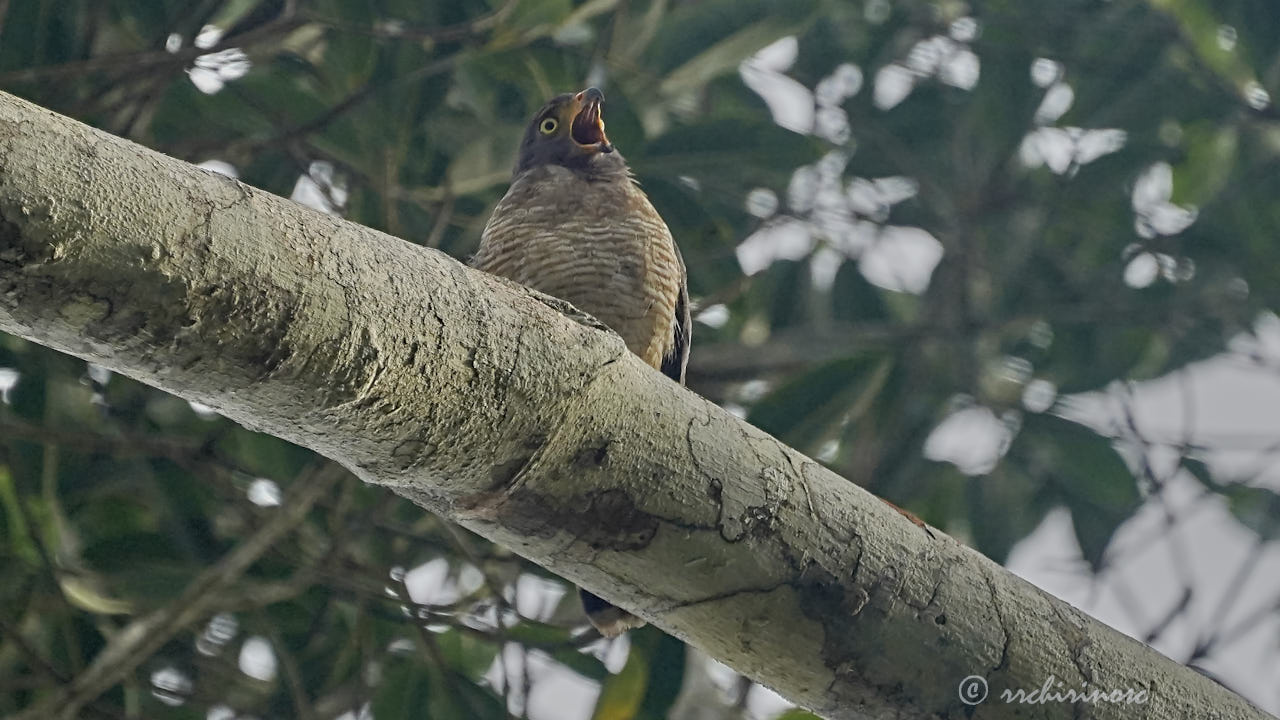 Roadside hawk