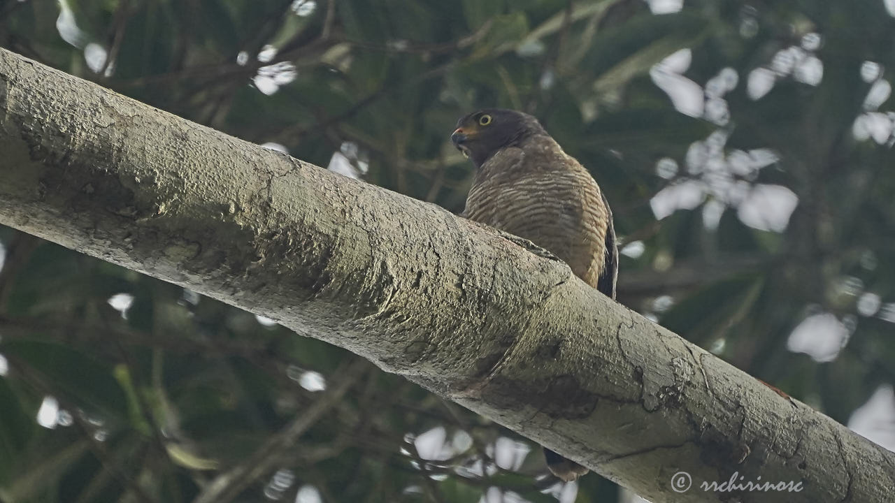 Roadside hawk