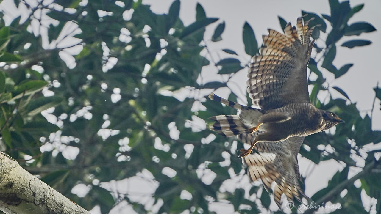 Roadside hawk