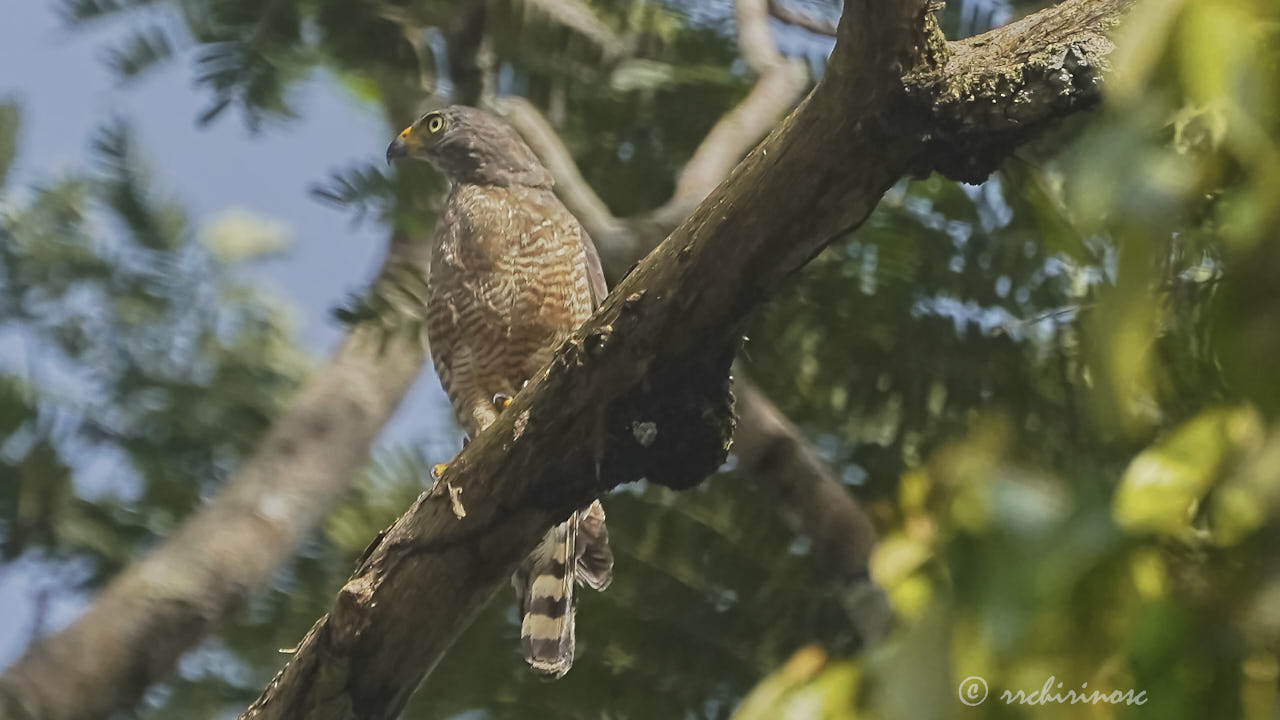 Roadside hawk