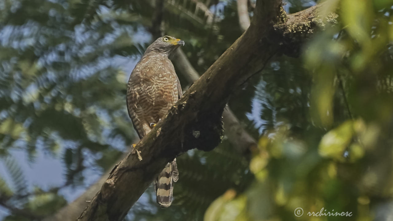 Roadside hawk