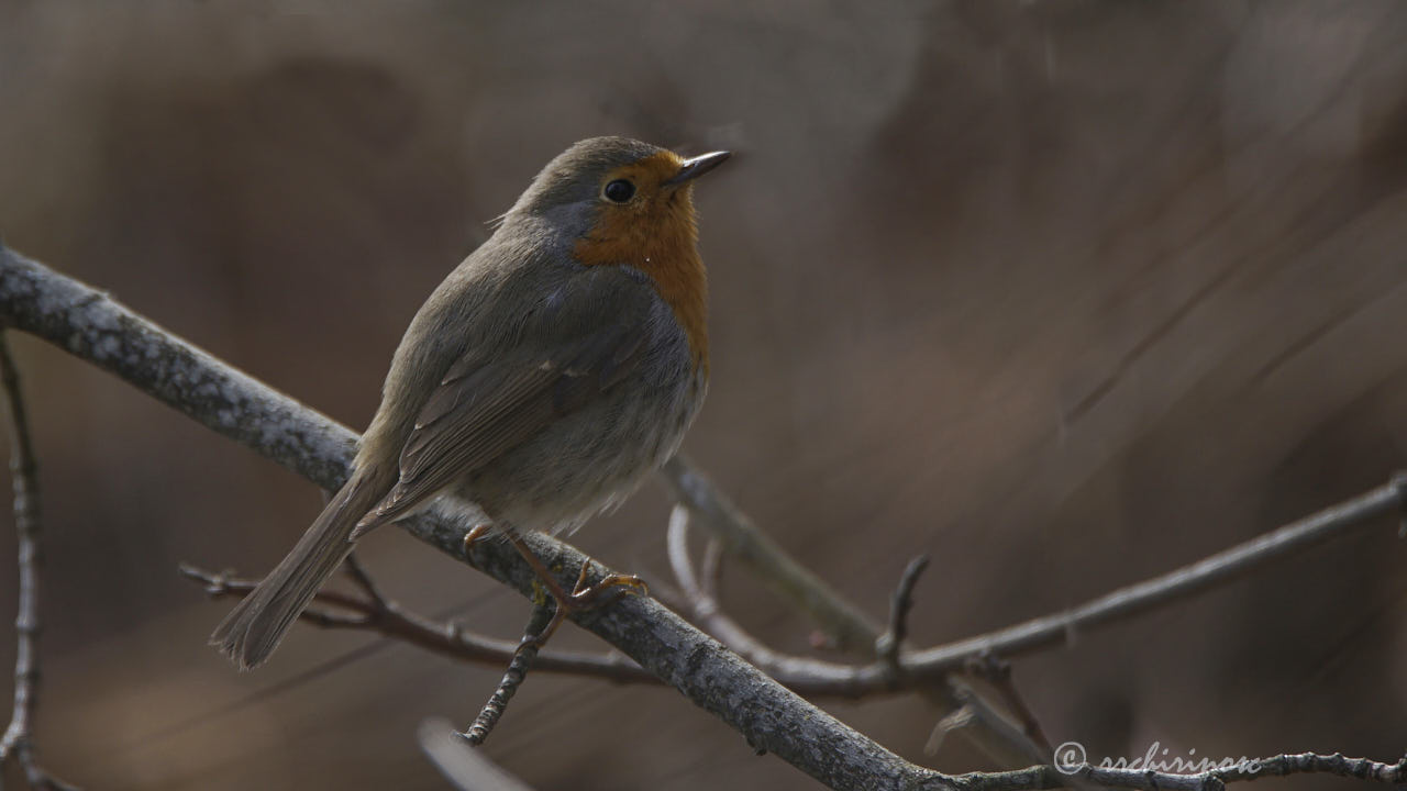 European robin