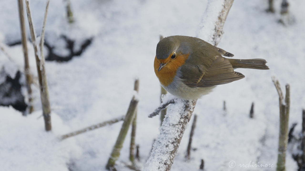 European robin