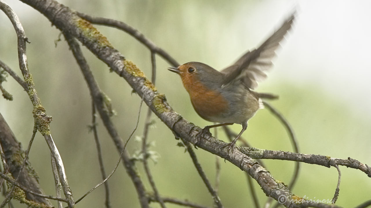 European robin