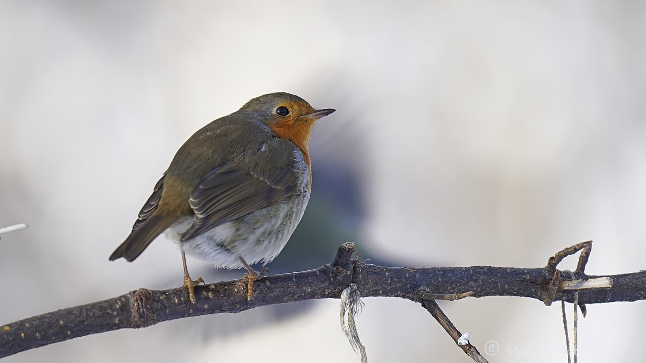 European robin