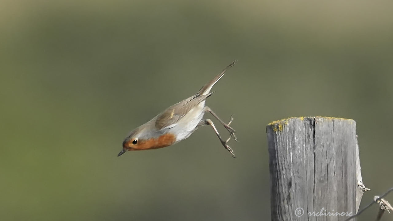 European robin