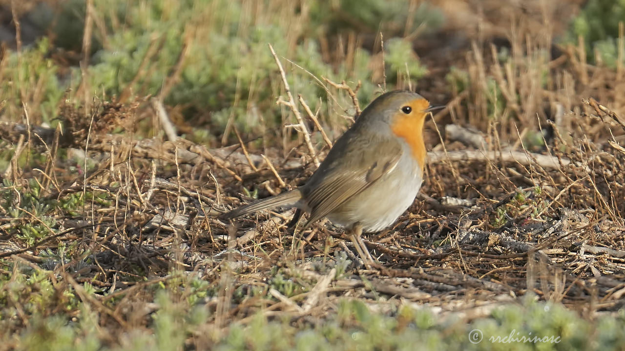 European robin