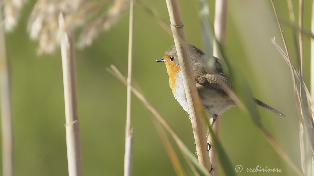 European robin