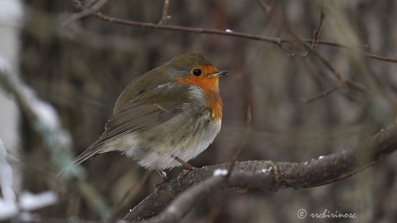 European robin