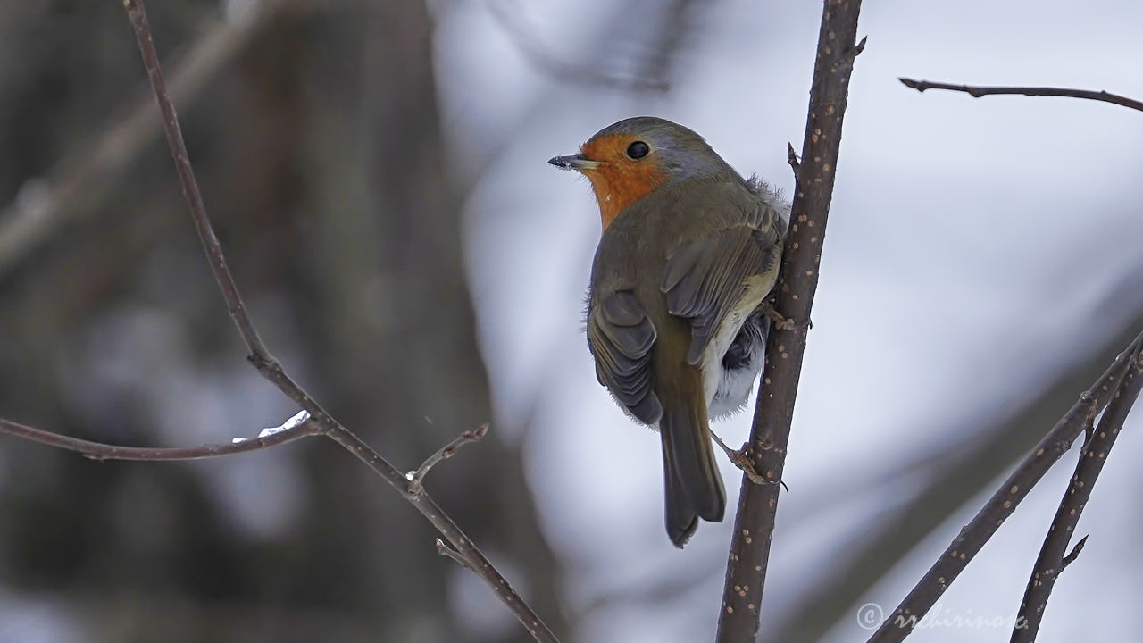 European robin