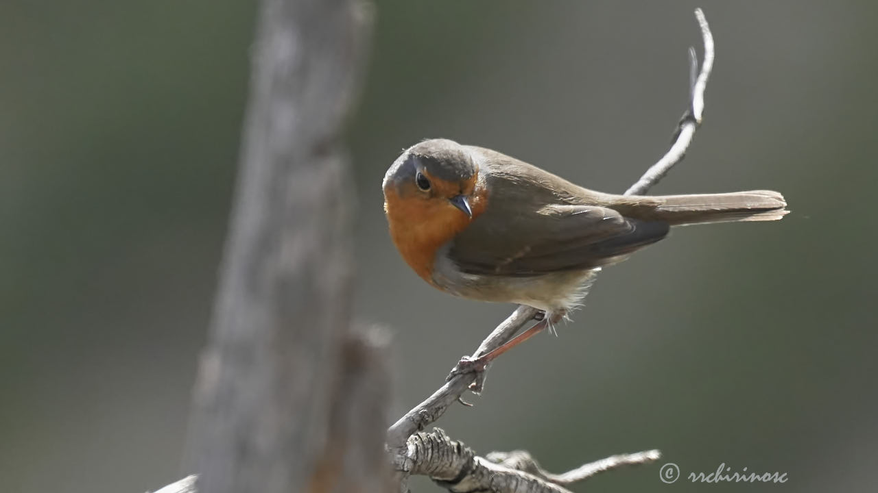 European robin