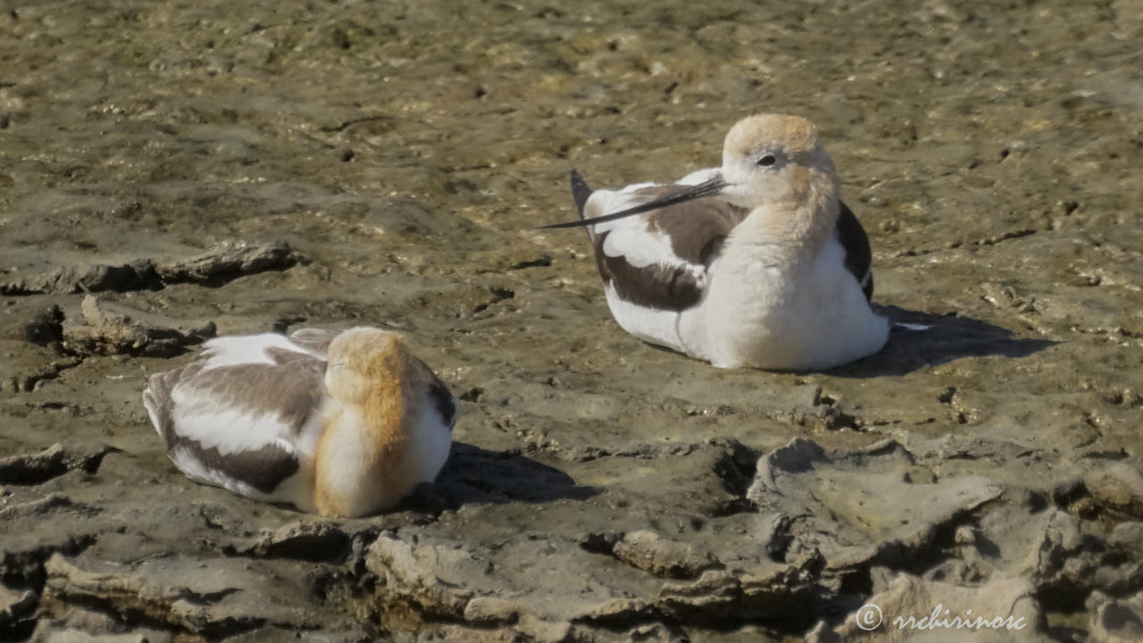 American avocet