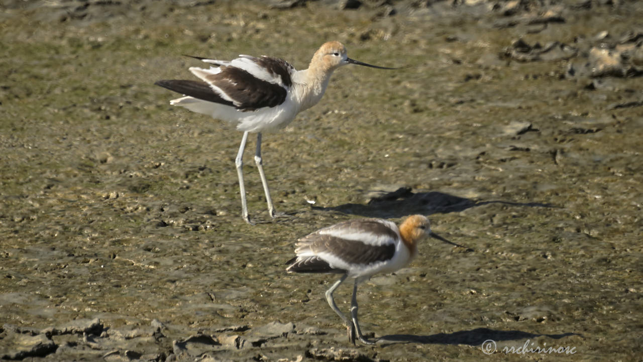 American avocet