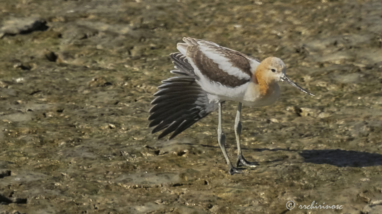 American avocet