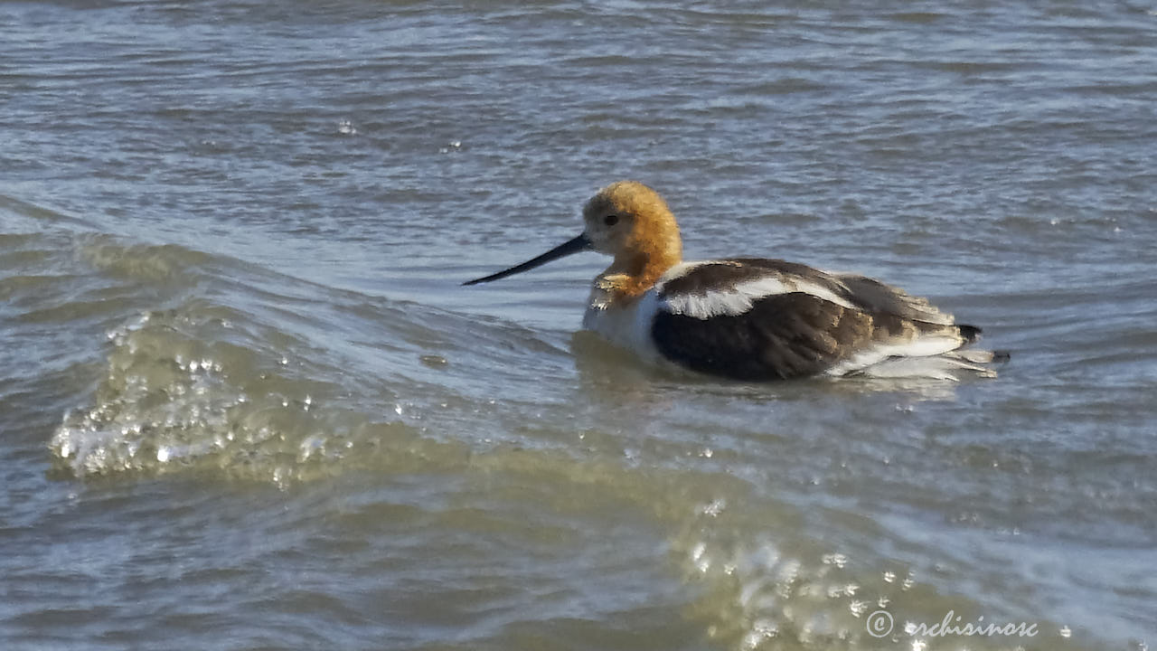 American avocet