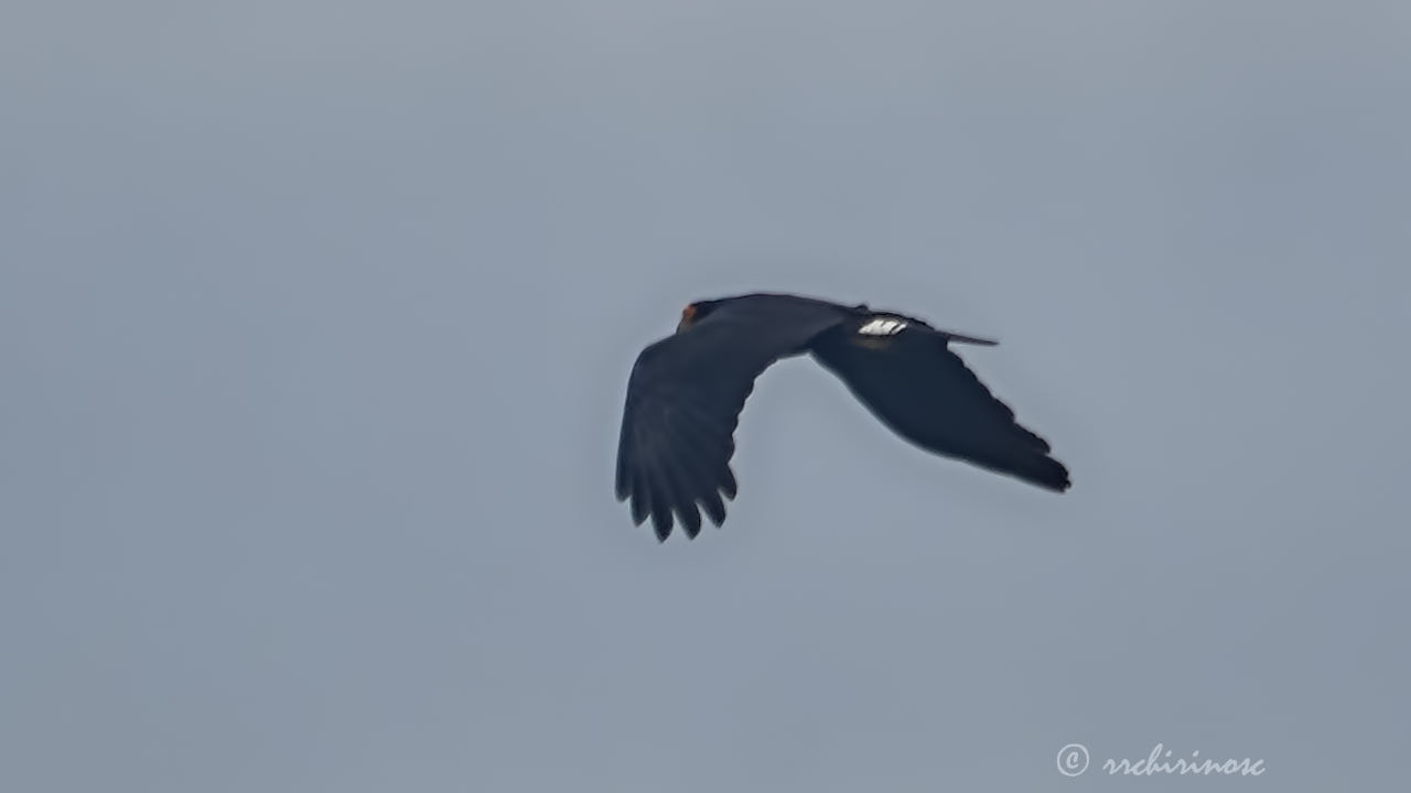 Black caracara