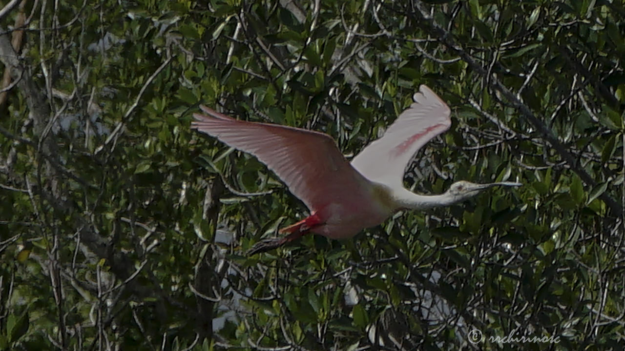 Roseate spoonbill