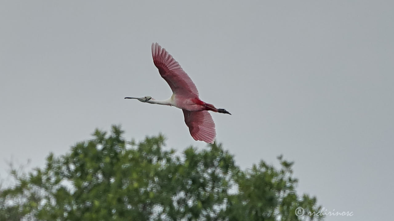 Roseate spoonbill