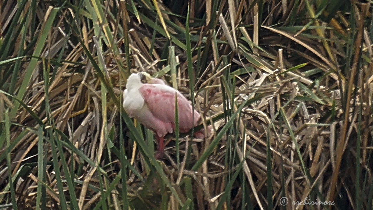 Roseate spoonbill